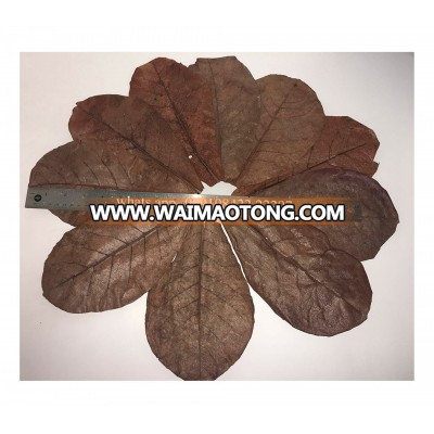 Organic Indian almond leaves wholesale catappa leaves for sale